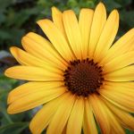 Yellow Flower Closeup